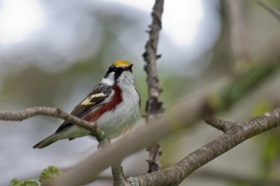 Chestnut-sided. Middle Dyke DSC_3500-Edit.jpg