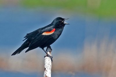 Red-winged Blackbird, Annapolis DSC_3529-1.jpg