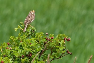 Savannah Sparrow DSC_4322-1.jpg