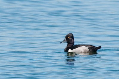 Ring-necked Duck DSC_4424-1.jpg