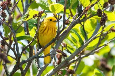 Yellow Warbler DSC_4522-1.jpg