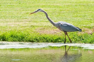 GBH DSC_4586-1.jpg