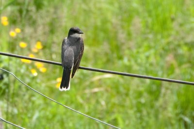 E.Kingbird DSC_4618-1.jpg