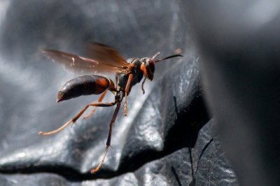 Paper Wasp DSC_4702-1.jpg