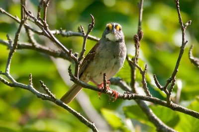 White-thr. Sparrow DSC_4808-1.jpg