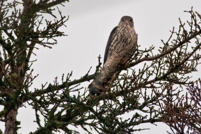 Merlin DSC_4828-1.jpg