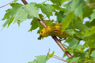 Birds, plants  and Scenes, NS, June 09