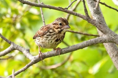 Young Song Sparrow DSC_5131-Edit.jpg