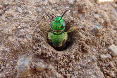 Agapostemon virescens P1000413-1.jpg