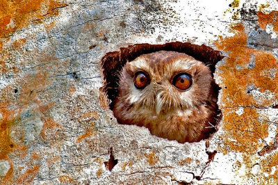 Bare-legged owl Cuba.jpg