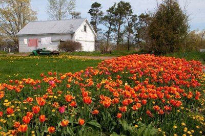 Valley Tulips.jpg