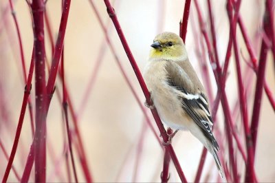 Winter Goldfinch.jpg