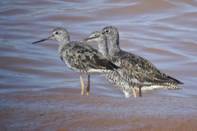 Minas Basin Shorebirds