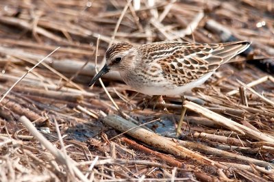 Minas Basin Shorebirds