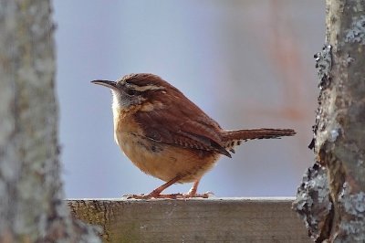 Carolina Wren, Kentville