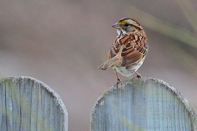 White-thr. Sparrow