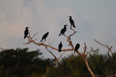 Neotropic Cormorants