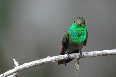 Rufous-tailed Hummer