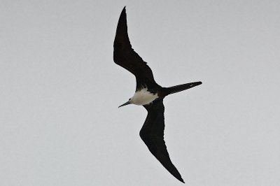 Mag. Frigatebird