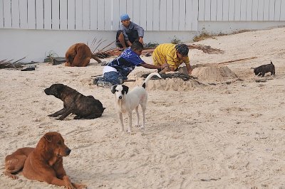 Dog beach
