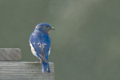 E.Bluebird