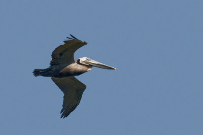 Brown Pelican