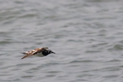 Ruddy Turnstone