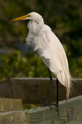 Great Egret