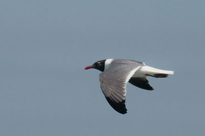 Laughing Gull