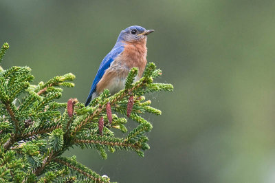 E.Bluebird