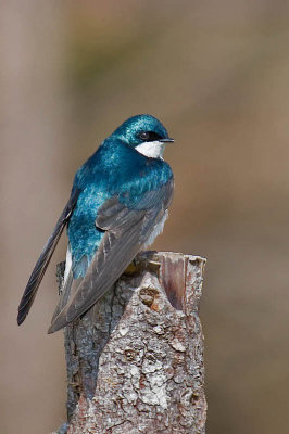 Tree Swallow, Middleton