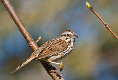 Song Sparrow, Kentville