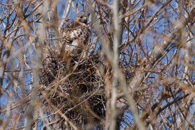 Nesting Red-tail, Pt.Williams