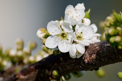 Plum blossom, home