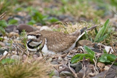 nesting Killdeer, NAMC count