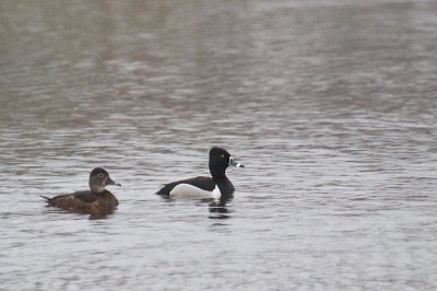 Ring-necked Ducks, NAMC count
