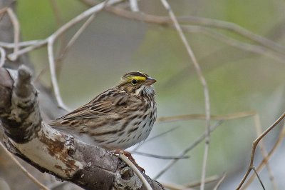 Savannah Sparrow, Canard Pond