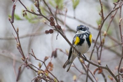 Y-R Warbler, Saxon St.