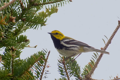 Bl-thr. Green Warbler, Blomidon Park