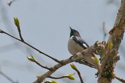 Bl-thr. Blue Warbler, Blomidon Park