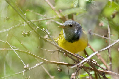 Mourning Warbler, Baxters