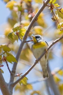 N.Parula, Baxters
