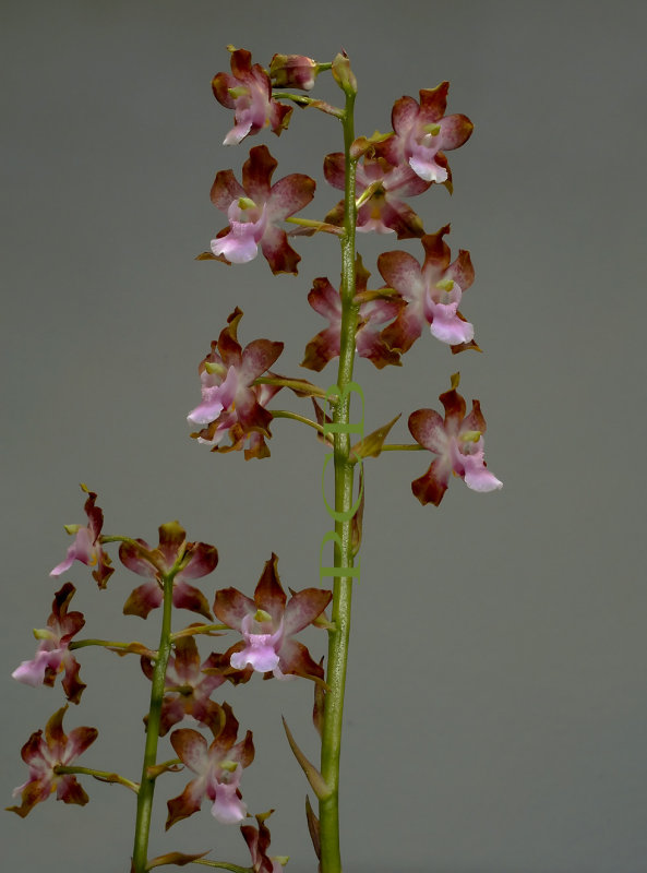 Cyrtopodium pallidum, spike