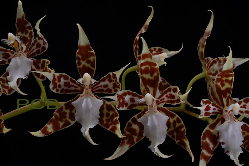 Odontoglossum croccidipterum ssp. dormanianum