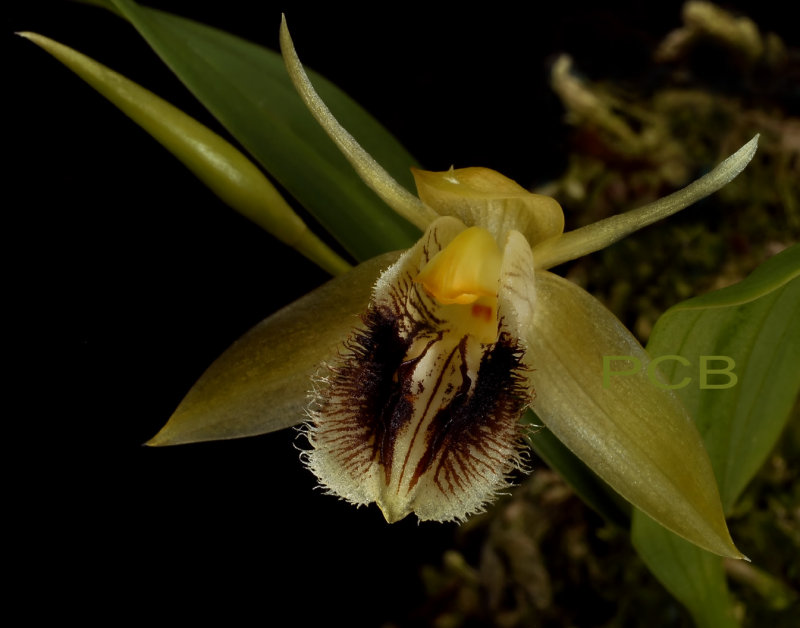 Coelogyne fimbriatum var.  2  cm