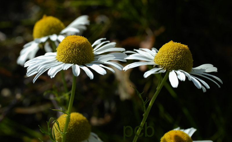 Reukloze kamille, Matricaria maritima