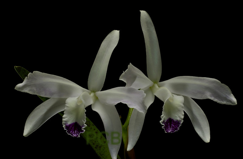 Cattleya perrinii semi-alba