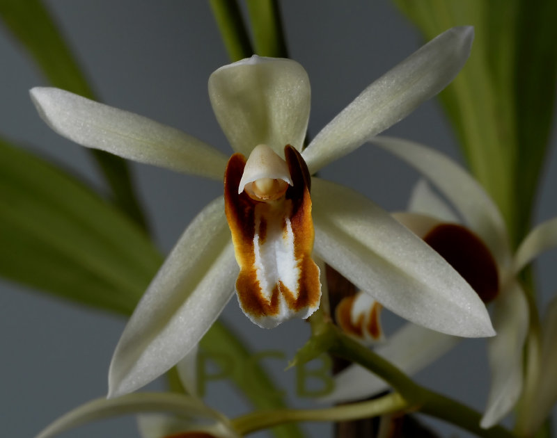 Coelogyne trinervis