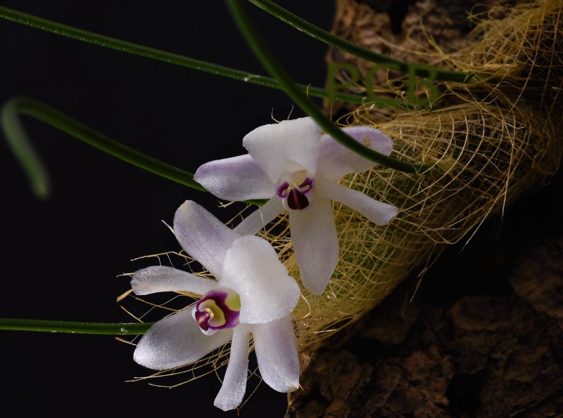 Isabelia virginalis, flowers nearly 1 cm