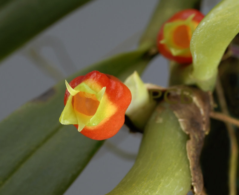 Mediocalcar sp. close